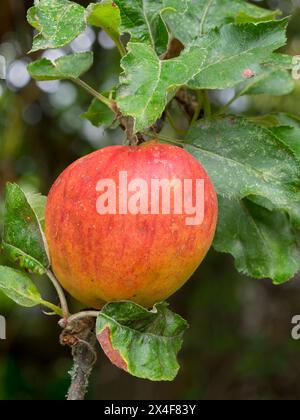 États-Unis, État de Washington. Pomme mûre suspendue à la branche de l'arbre Banque D'Images