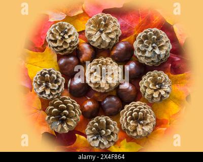 États-Unis, État de Washington. Nature morte des pommes de pin, des châtaignes et des feuilles d'érable colorées en automne Banque D'Images