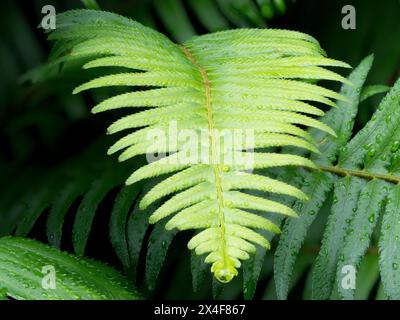 États-Unis, État de Washington. WESTERN Sword Fern, avec des gouttes d'eau Banque D'Images