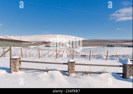 États-Unis, État de Washington, Zillah. Neige d'hiver sur le vignoble et la grange dans la vallée de Yakima. Banque D'Images