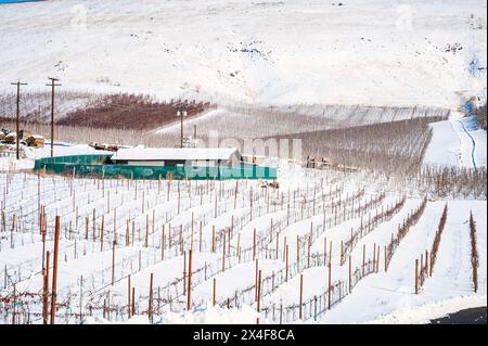 États-Unis, État de Washington, Zillah. Neige d'hiver sur le vignoble et la grange dans la vallée de Yakima. (Usage éditorial uniquement) Banque D'Images