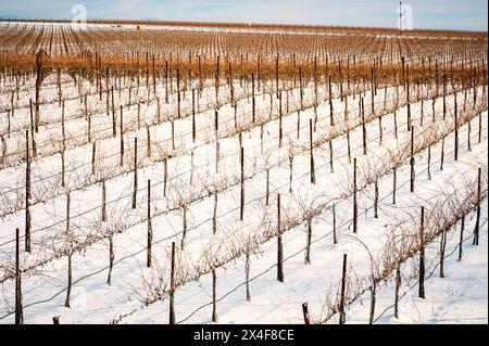 États-Unis, État de Washington, Zillah. Neige d'hiver sur le vignoble dans la vallée de Yakima. Banque D'Images