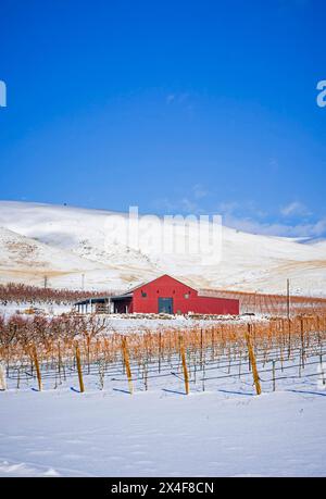 États-Unis, État de Washington, Zillah. Neige d'hiver sur le vignoble et grange rouge dans la vallée de Yakima. (Usage éditorial uniquement) Banque D'Images