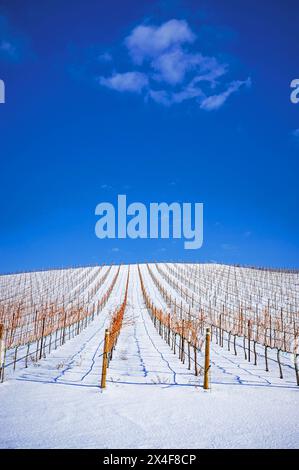 États-Unis, État de Washington, Zillah. Neige d'hiver sur le vignoble dans la vallée de Yakima. Banque D'Images