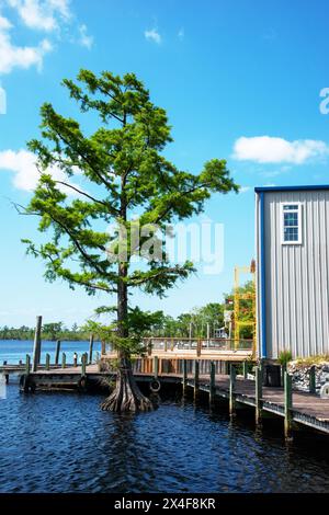 Cyprès chauve se dresse près du quai de bateau sur la rivière Scuppernong. Columbia, Caroline du Nord Banque D'Images