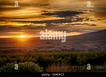 États-Unis, État de Washington, vallée de Yakima. Coucher de soleil sur Fidelitas Winery et le vignoble du domaine, encadré par les Horse Heaven Hills. Banque D'Images