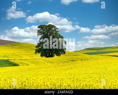 États-Unis, État de Washington, région de Palouse. Arbre solitaire dans un champ de canola avec la route du champ traversant Banque D'Images