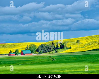 États-Unis, État de Washington, région de Palouse. Exploitation agricole dans les champs de canola et de blé (usage éditorial seulement) Banque D'Images