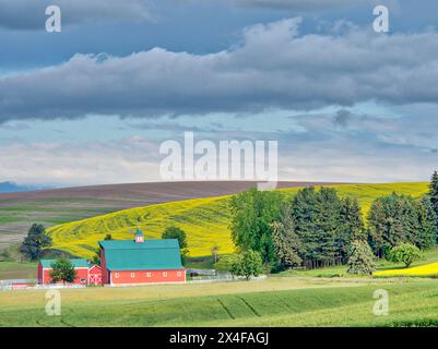 États-Unis, État de Washington, région de Palouse. Exploitation agricole dans les champs de canola et de blé (usage éditorial seulement) Banque D'Images