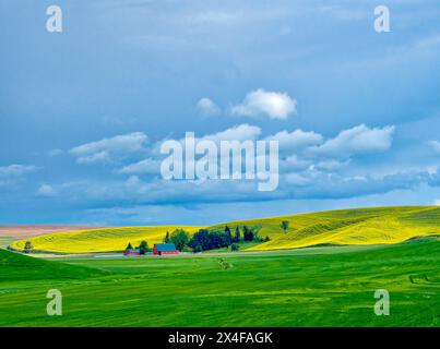 États-Unis, État de Washington, région de Palouse. Exploitation agricole dans les champs de canola et de blé (usage éditorial seulement) Banque D'Images