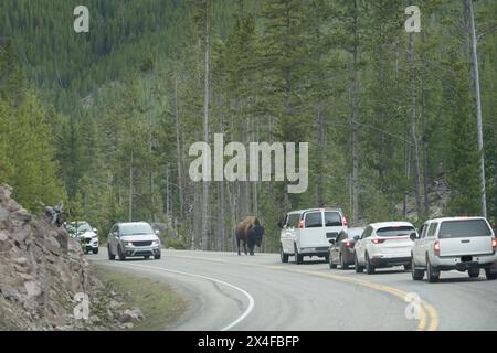 États-Unis, Wyoming, parc national de Yellowstone. Bison-taureau dans l'écartement avec le véhicule. Banque D'Images