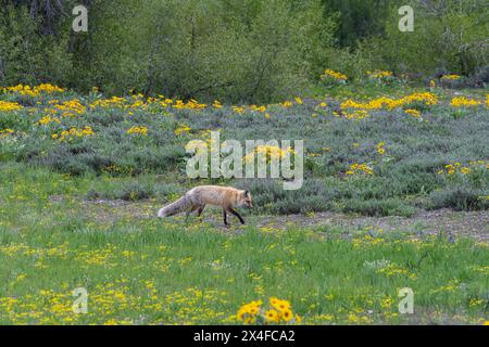 USA, Wyoming. Renard roux marchant dans la prairie de fleurs sauvages, parc national de Grand Teton Banque D'Images