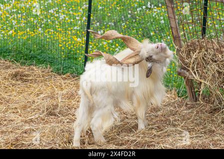 Une chèvre Girgentana rare (Capra aegagrus hircus), Vallée des temples, Agrigente, Sicile, Italie Banque D'Images