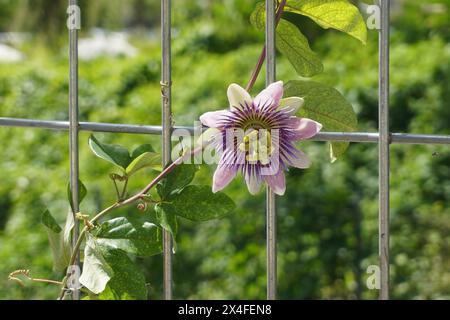 Fleurs de passiflora pourpres rampant sur une clôture de fer avec un fond flou Banque D'Images