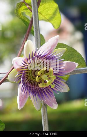 Fleurs de passiflora pourpres rampant sur une clôture de fer avec un fond flou Banque D'Images