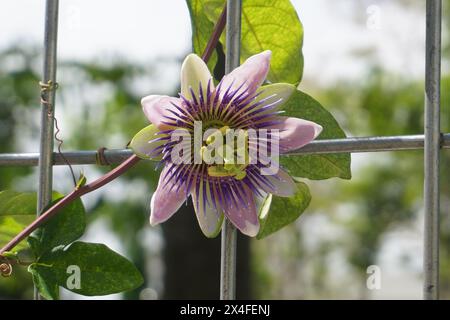 Fleurs de passiflora pourpres rampant sur une clôture de fer avec un fond flou Banque D'Images