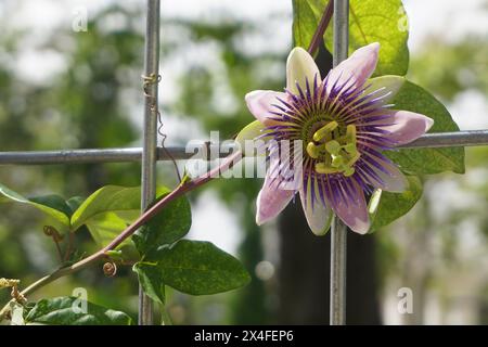 Fleurs de passiflora pourpres rampant sur une clôture de fer avec un fond flou Banque D'Images