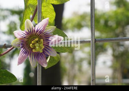 Fleurs de passiflora pourpres rampant sur une clôture de fer avec un fond flou Banque D'Images