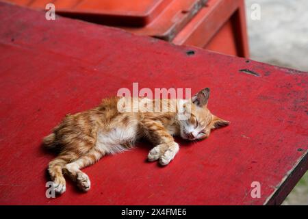 Un adorable chaton de gingembre dort paisiblement sur un banc en bois rouge vif. Le cadre rustique et la posture détendue évoquent un sentiment de tranquillité et de guerre Banque D'Images