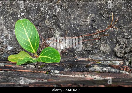 Petit arbre Banyan grandissant à partir des limites entre le sol et le mur de béton du bâtiment. Banque D'Images