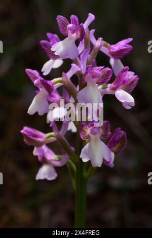 Orchidée syrienne à ailes vertes (Anacamptis morio ssp. Syriaca) en fleurs, dans un habitat naturel à Chypre Banque D'Images