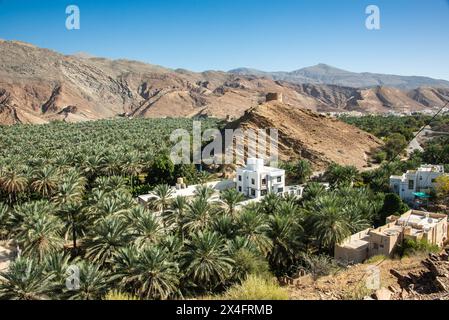 Une oasis de palmiers dattiers, Birkat al Mouz, Oman Banque D'Images