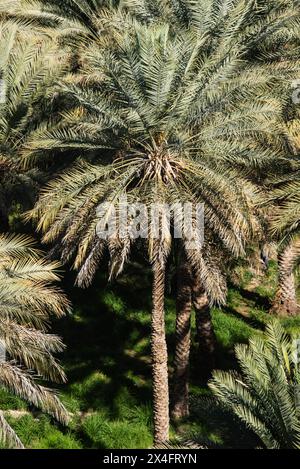 Une oasis de palmiers dattiers, Birkat al Mouz, Oman Banque D'Images