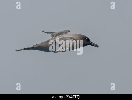 Albatros Light-Manled (Phoebetria palpebrata), en vol, Stromness Bay, Géorgie du Sud, Océan Austral, Antarctic Peninsular, janvier 2024 Banque D'Images