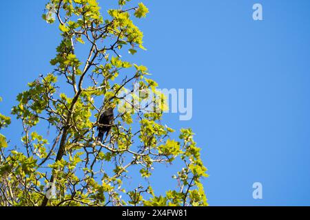 un gros oiseau commun assis dans la couronne d'un érable en pleine floraison Banque D'Images