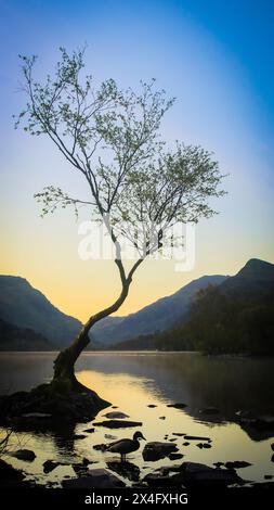Arbre solitaire sur la pause printemps lever du soleil - Llanberis Llyn Padarn Snowdonia Banque D'Images