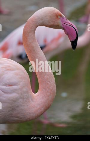 Portrait du grand flamant rose (Phoenicopterus roseus) qui est commun dans l'ancien monde Banque D'Images