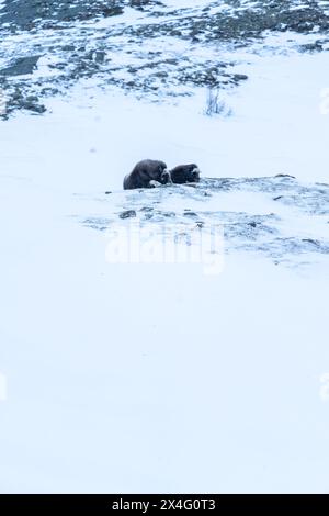 Beau portrait d'un bébé bœuf musqué et de sa mère dans un blizzard dans un paysage enneigé entre montagnes en Norvège, en Europe Banque D'Images