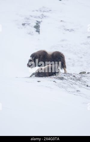 Beau portrait d'un bébé bœuf musqué et de sa mère dans un blizzard dans un paysage enneigé entre montagnes en Norvège, en Europe Banque D'Images