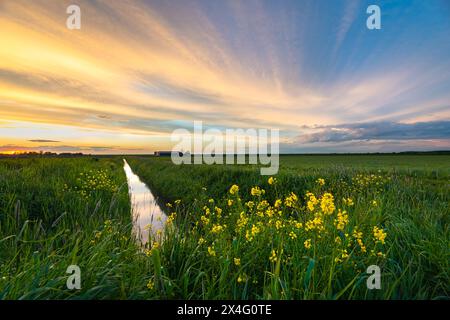 Belle vue de nuages de cirrus colorés sur un fossé dans la campagne hollandaise avec colza fleuri au premier plan Banque D'Images