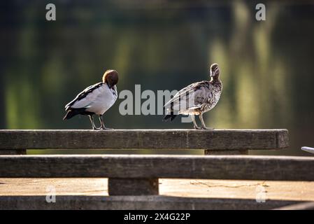 Canards debout sur une jetée au soleil Banque D'Images