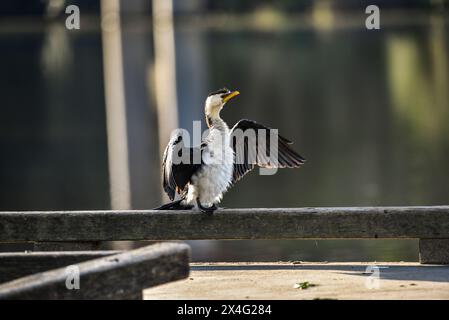 cormorant au soleil sur une jetée Banque D'Images