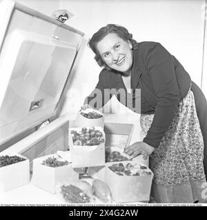 Une femme au congélateur avec des baies congelées et des légumes de différentes sortes. Les aliments surgelés seraient le début d'une révolution dans les habitudes domestiques et le stockage des aliments. Beaucoup étaient sceptiques, et en particulier les fabricants d'aliments en conserve considéraient les aliments congelés comme une tendance passagère. 1952. Conard ref 1978 Banque D'Images