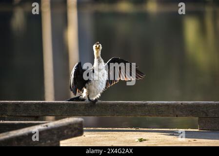 cormorant au soleil sur une jetée Banque D'Images