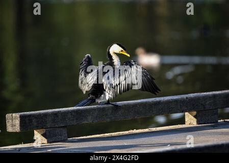 cormorant au soleil sur une jetée Banque D'Images