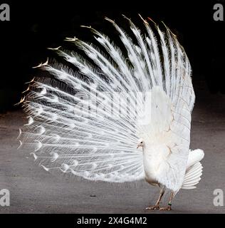Le paon balance son immense plumes ZOO DE BLACKPOOL, ANGLETERRE DES IMAGES SAISISSANTES d'un paon blanc fantomatique en plein écran ont été capturées à BL Banque D'Images