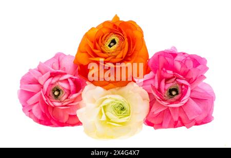 Fleurs de Ranunculus isolées sur fond blanc Banque D'Images
