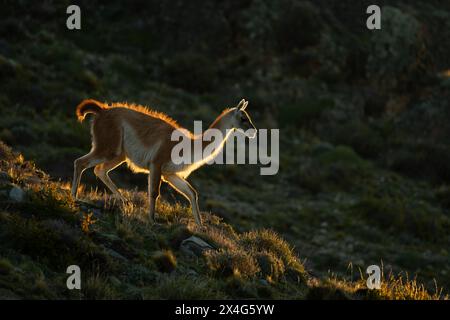 Guanaco descend la colline rocheuse au coucher du soleil Banque D'Images