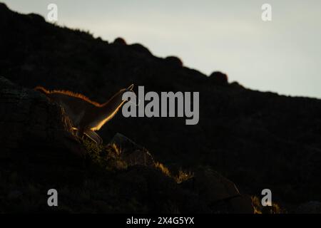 Guanaco descend la crête rocheuse au coucher du soleil Banque D'Images