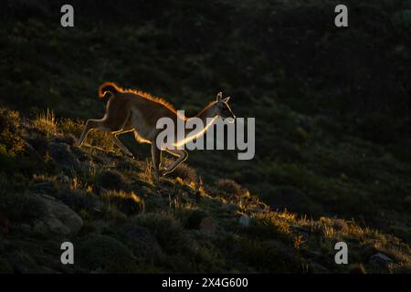 Guanaco descend la pente rocheuse au coucher du soleil Banque D'Images