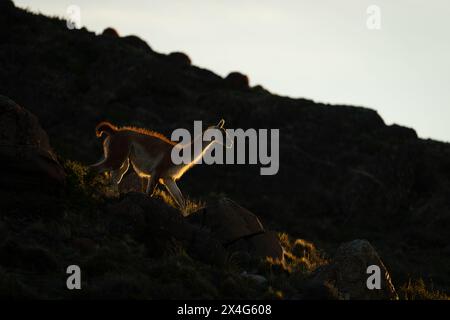 Guanaco descend la colline rocheuse au coucher du soleil Banque D'Images