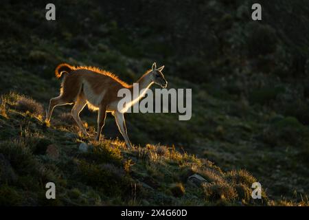 Guanaco descend la pente rocheuse au coucher du soleil Banque D'Images