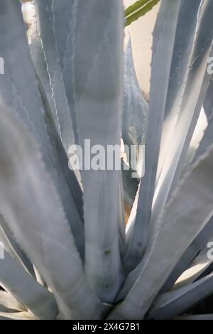 Gros plan des feuilles bleu-vert d'une plante d'agave Banque D'Images