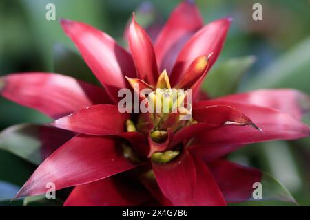 Fleur rouge éclatante avec une mise au point douce et rêveuse. Banque D'Images