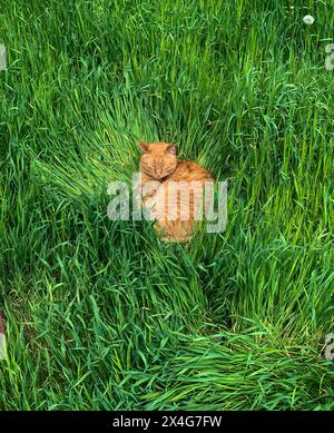 Chat rouge dort dans l'herbe verte Banque D'Images