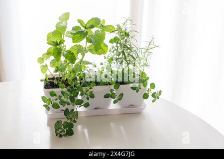 Jardin d'herbes en jardinière blanche sur une table brillante Banque D'Images